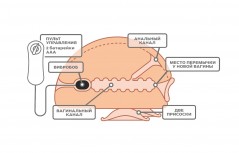 Вибромассажёр для мужчин - вагина на присосках с виброяйцом