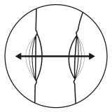 Кролик с функцией 